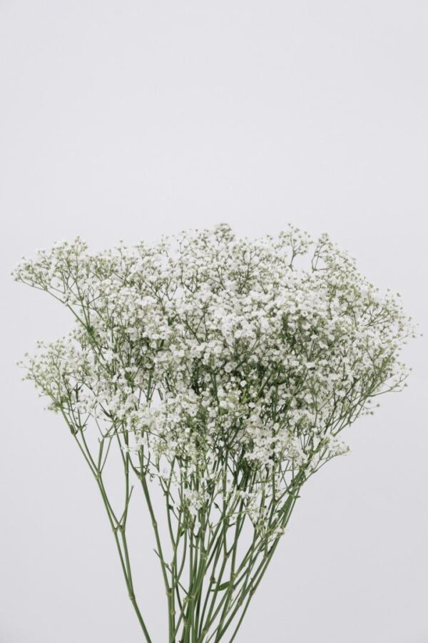 GYPSOPHILIA, ORGANIC