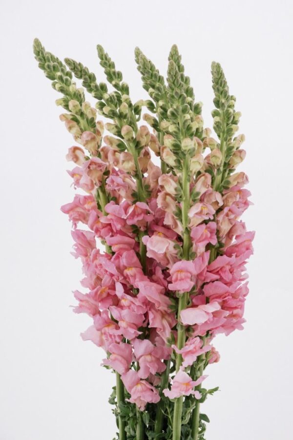 SNAPDRAGON - PINK