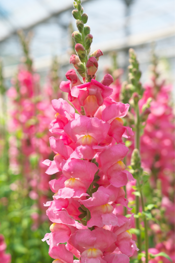 SNAPDRAGON - PINK - Image 2