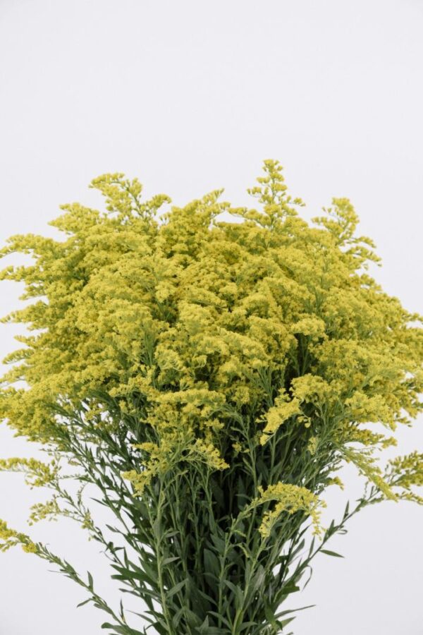 SOLIDAGO