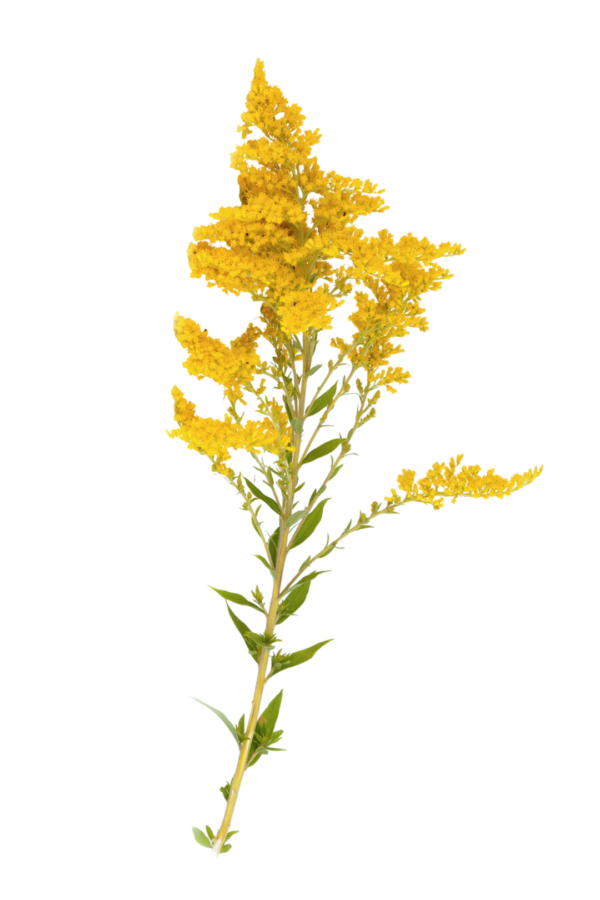 SOLIDAGO - Image 2
