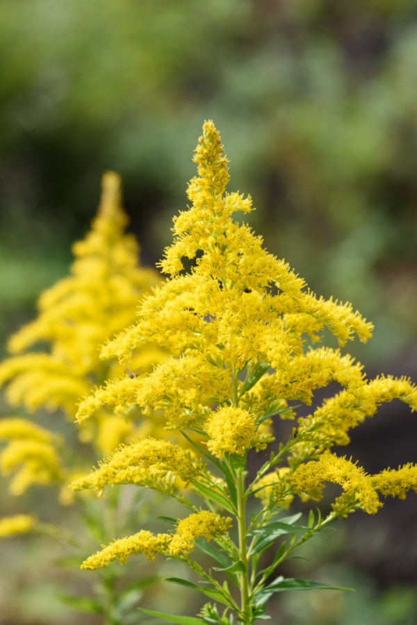 SOLIDAGO - Image 3