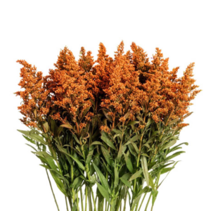 SOLIDAGO, TINTED