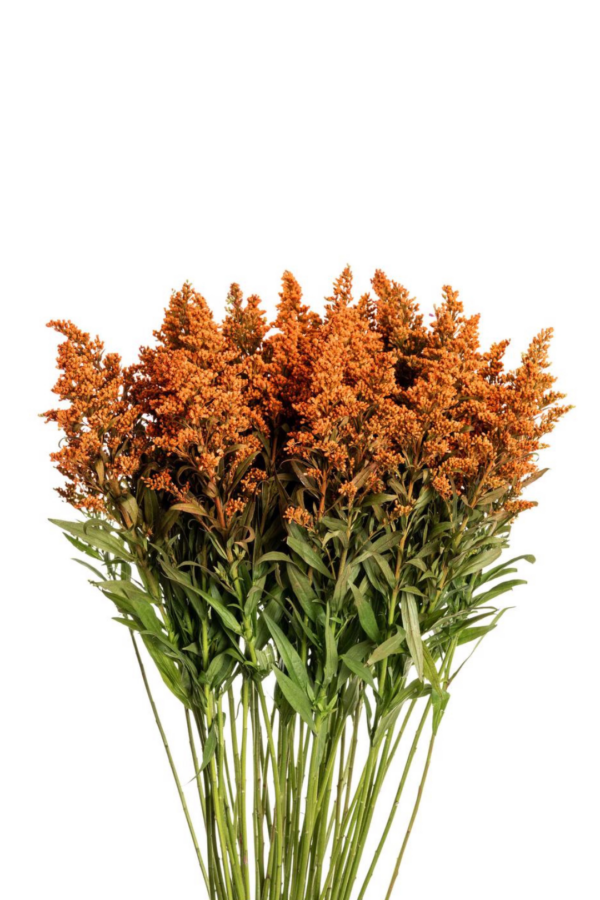 SOLIDAGO, TINTED