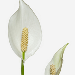 2" SPATHIPHYLLUM