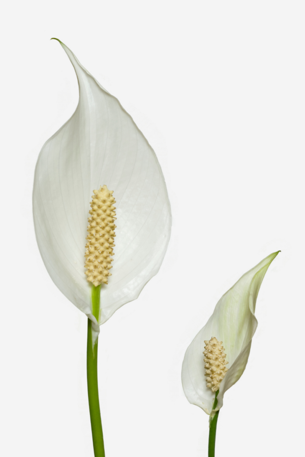 2" SPATHIPHYLLUM