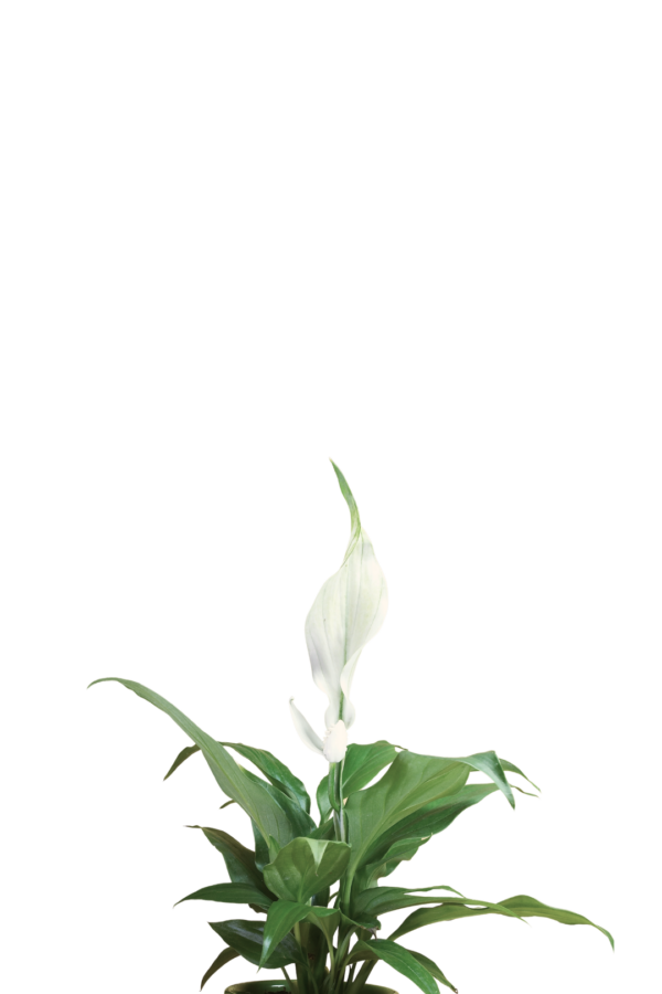 2" SPATHIPHYLLUM - Image 2