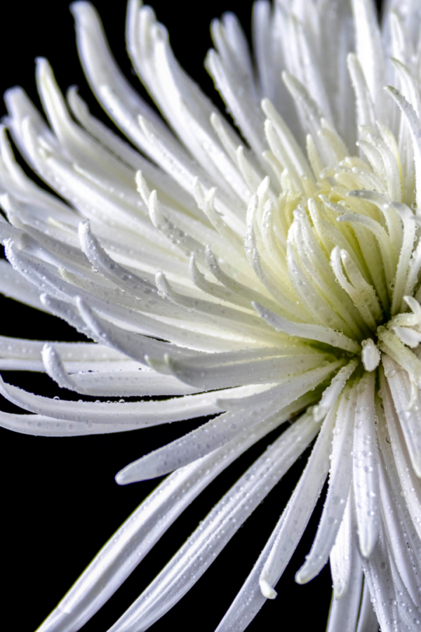MUM, SPIDER - WHITE - Image 2