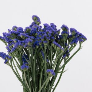 STATICE, TISSUE CULTURE - PURPLE