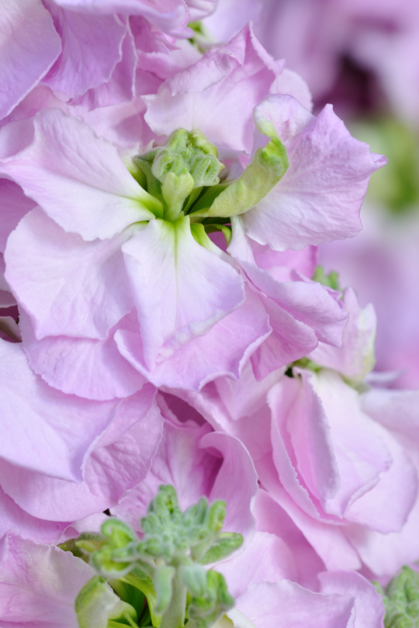 STOCK, PINK - Image 2