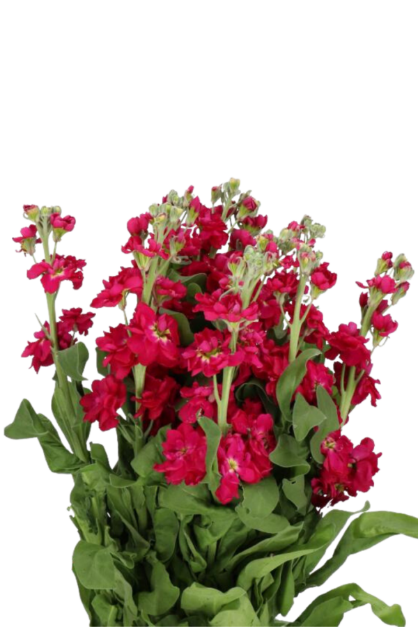 STOCK, RED - Image 2