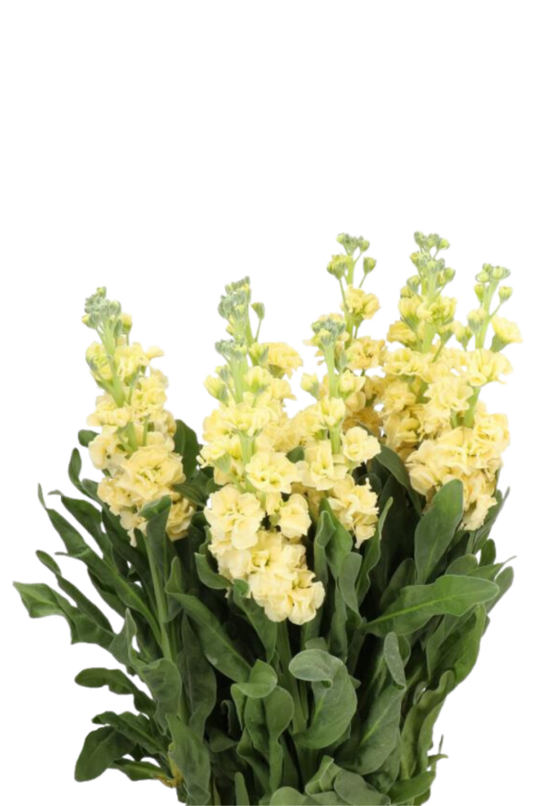 STOCK, YELLOW - Image 2