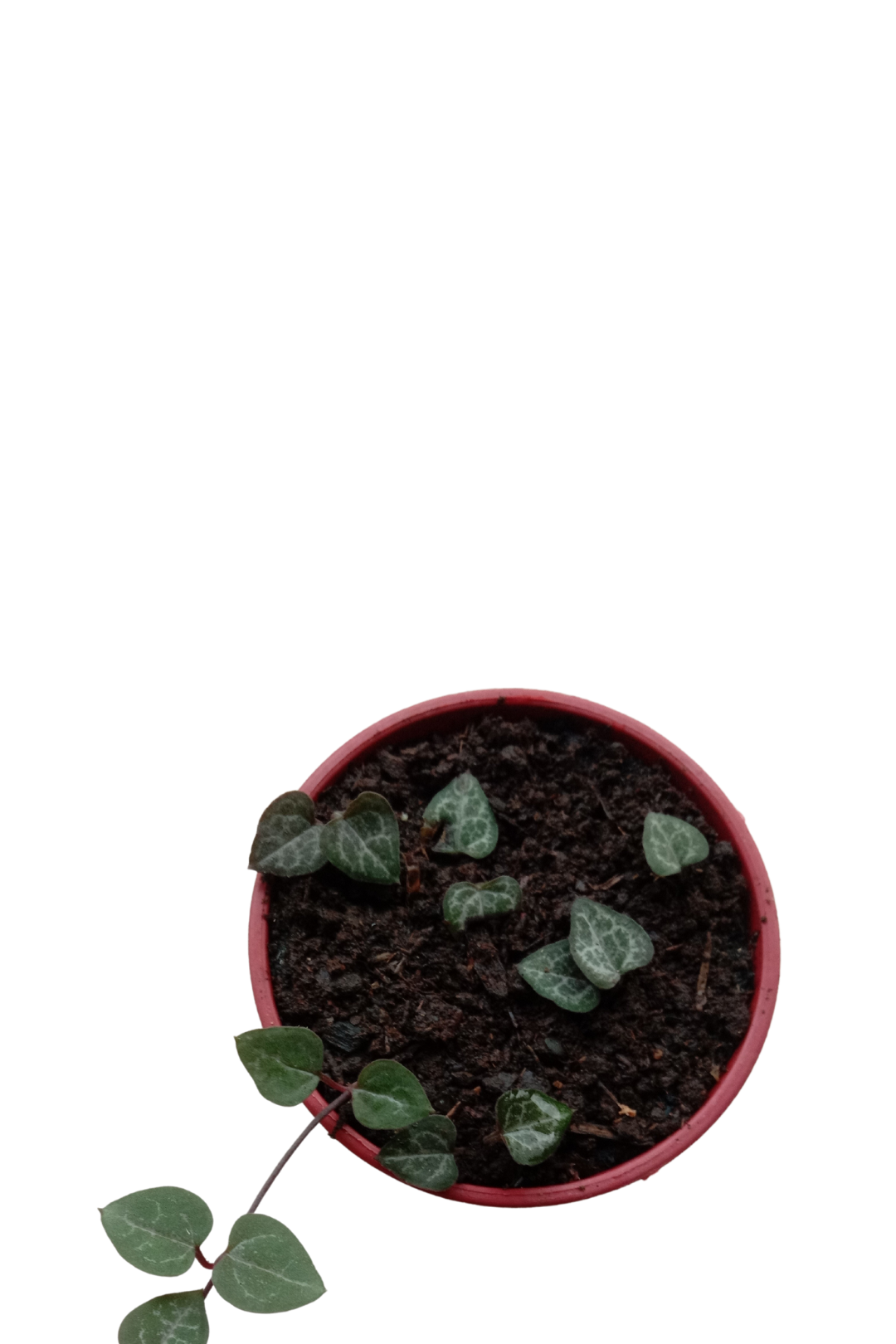 2" STRING OF HEARTS - Image 2