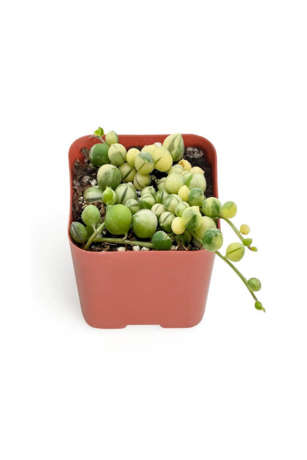 2" STRING OF PEARLS VARIGATED