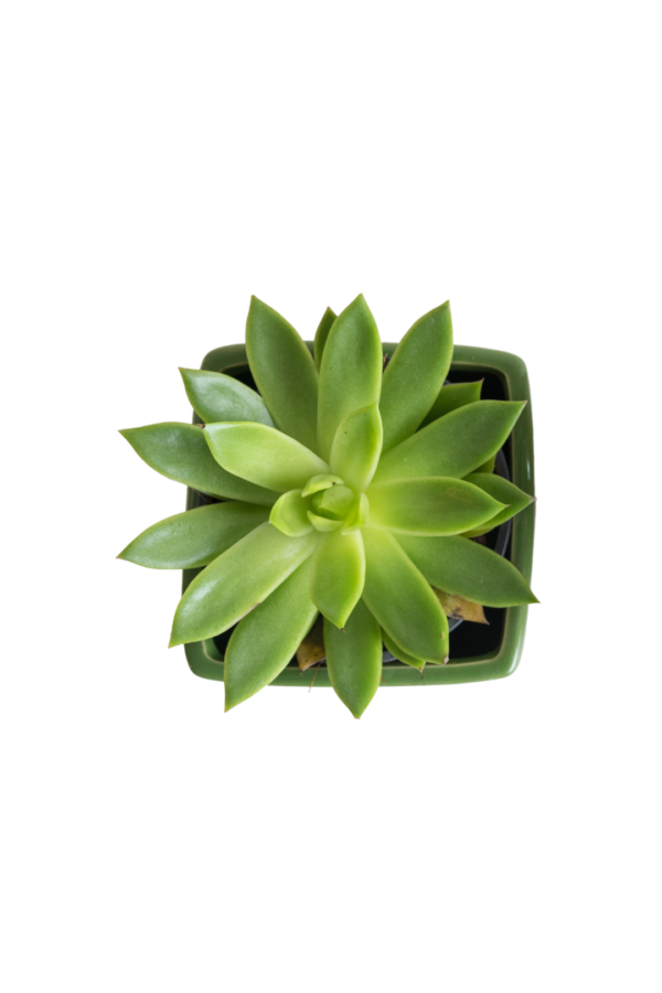 2" SUCCULENT