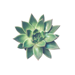 4" SUCCULENT