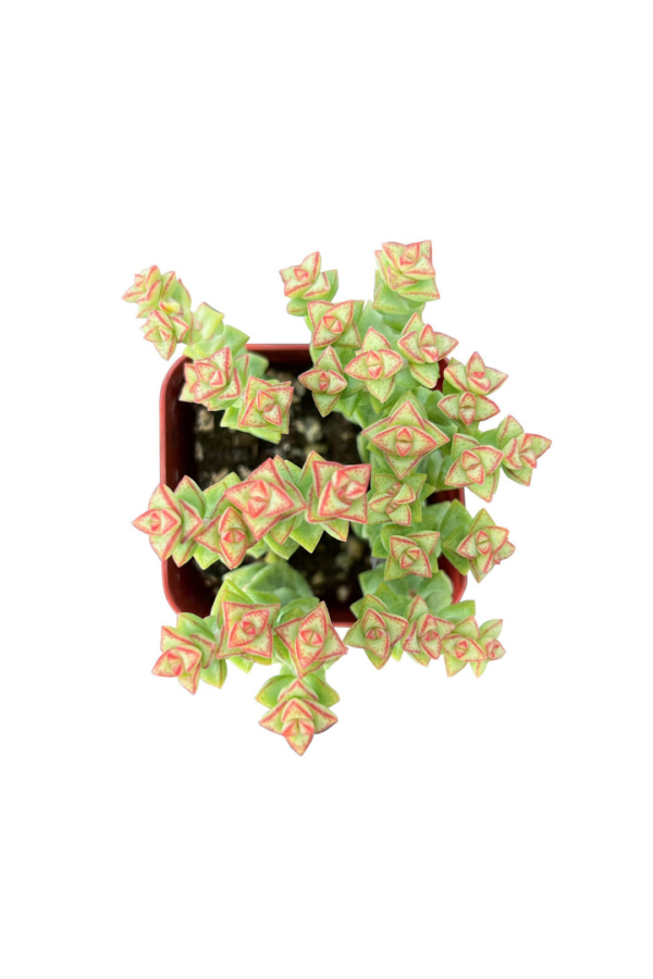 2" SUCCULENT THUMB