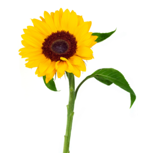 SUNFLOWER (5 ST)