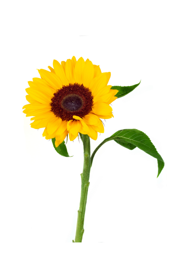 SUNFLOWER (5 ST)