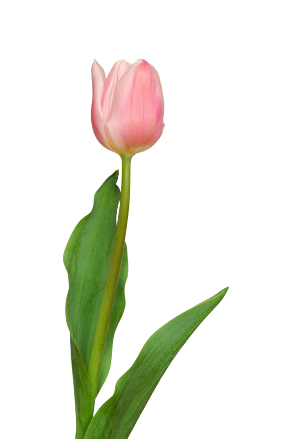 TULIP, PINK - Image 2