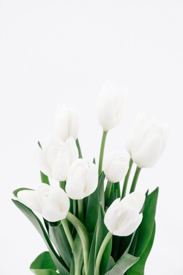 TULIP, WHITE