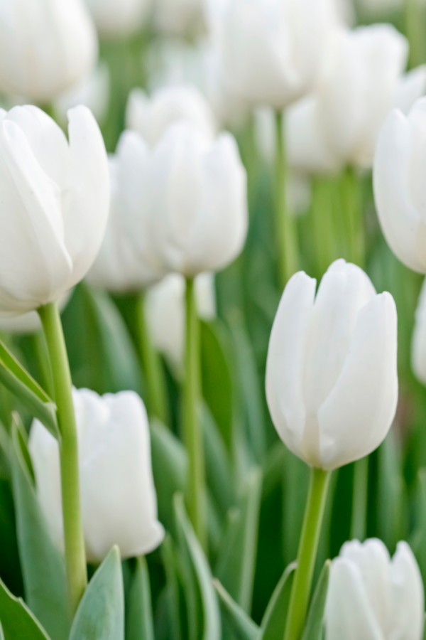 TULIP, WHITE - Image 2