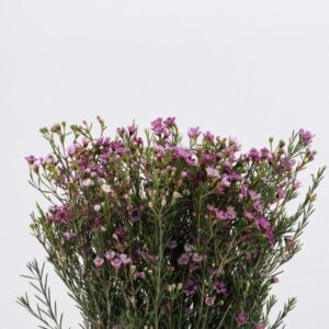 WAXFLOWER, PINK