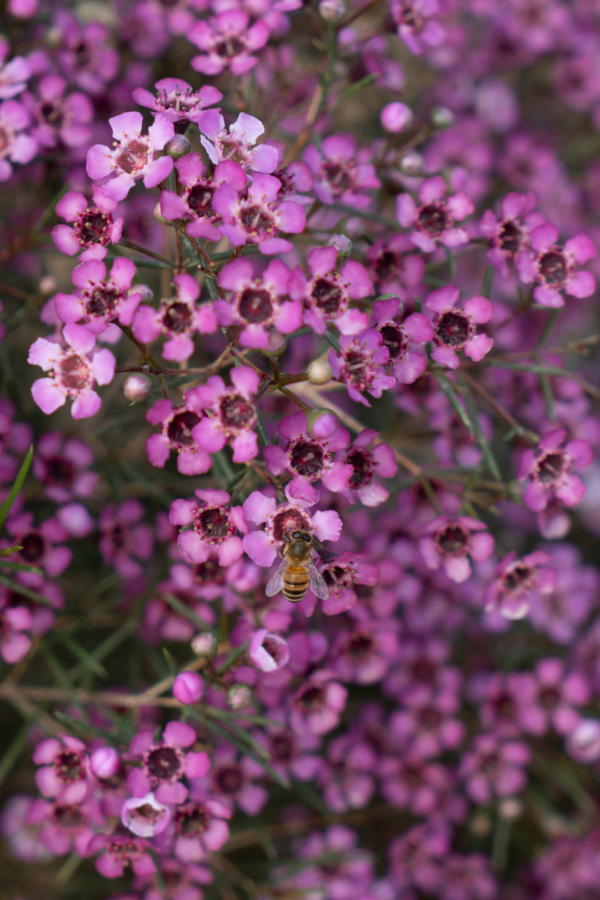 WAXFLOWER, PURPLE