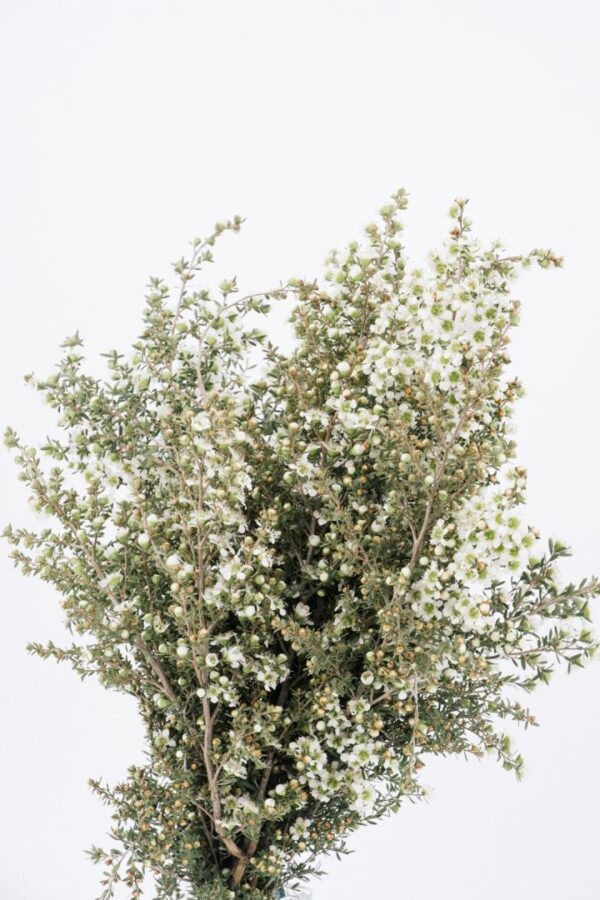 WAXFLOWER, WHITE