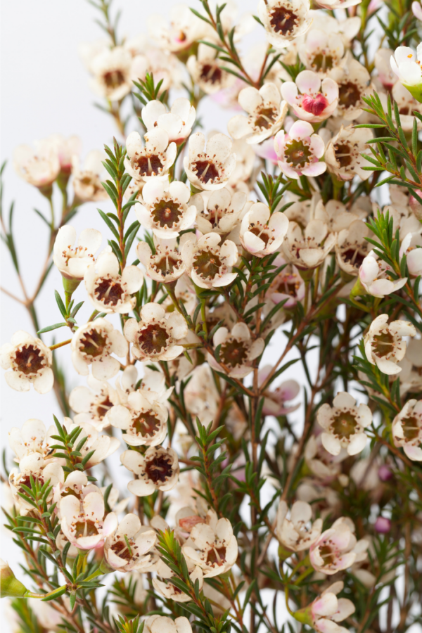WAXFLOWER, WHITE - Image 2